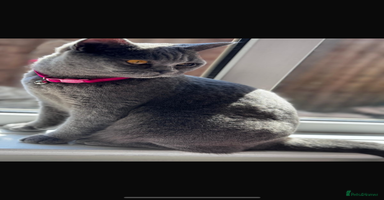 British Shorthair cats - Advert 7