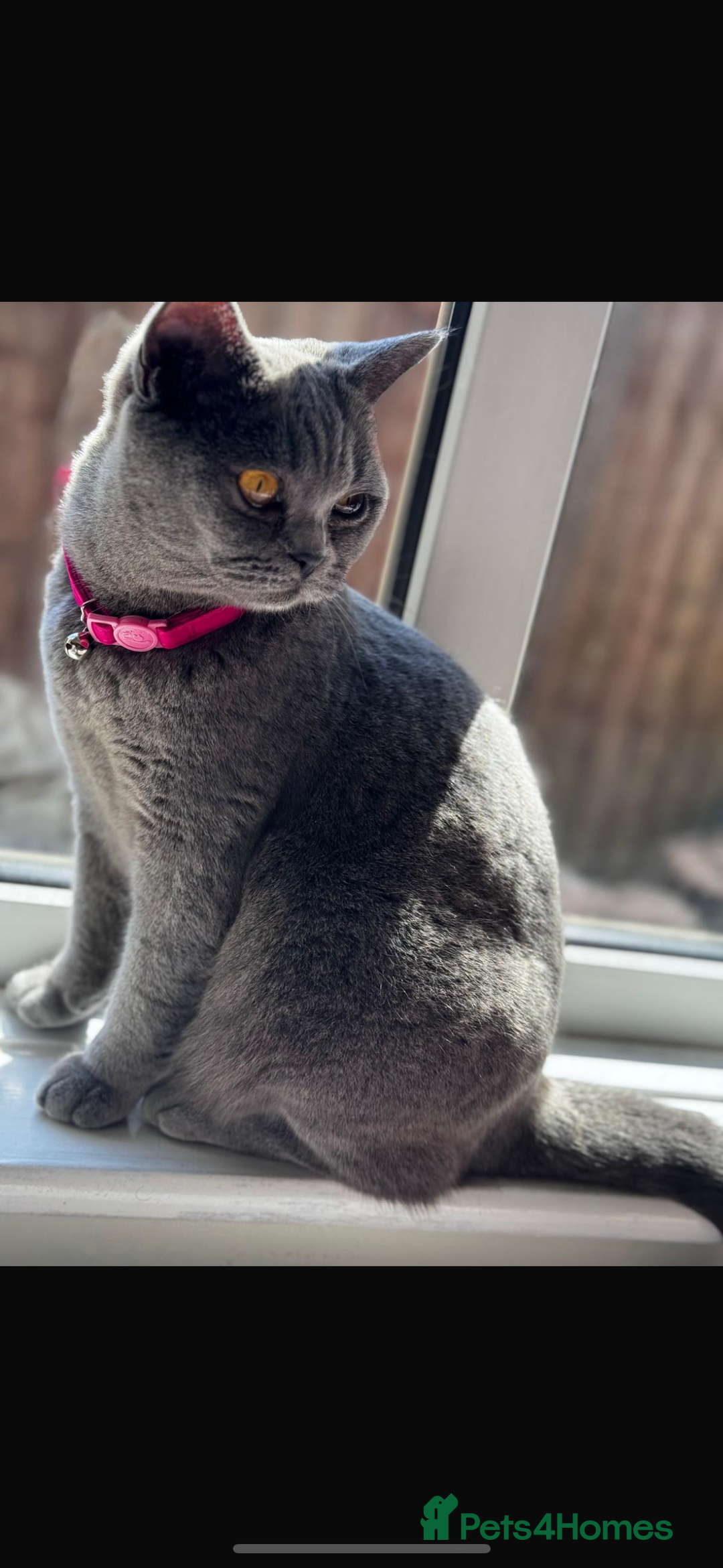 British Shorthair cats for sale: British short hair couple  - Image 3