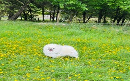 Pomeranian dogs for stud: Top Champion Lines KC White Pomeranian! - Image 2