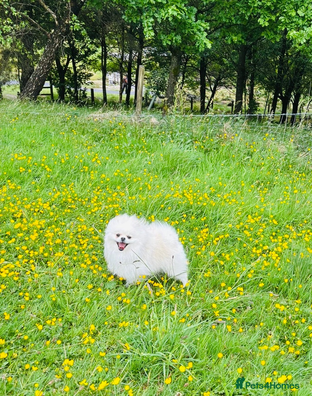 Pomeranian dogs for stud: Top Champion Lines KC White Pomeranian! - Image 2