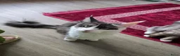 Maine Coon cats for sale: Lussi - Advert 3