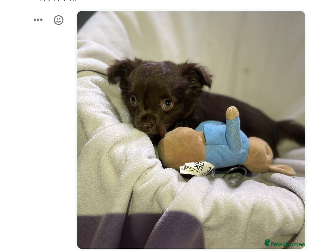 Chihuahua dogs for stud: KC Reg Russian x Italian Full Chihuahua Stud in Stourbridge - Advert 16