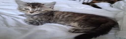 Mixed Breed cats for sale: 5 super fluffy female kittens - Advert 4