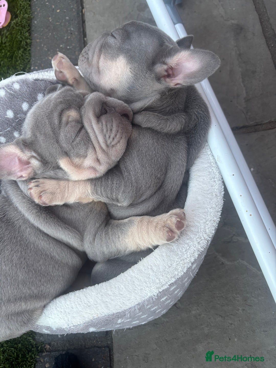 French Bulldog dogs for sale: French bulldog babies  - Image 25