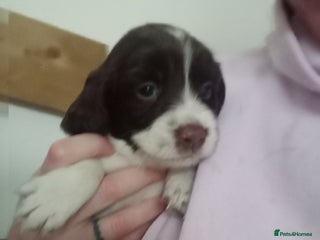 English Springer Spaniel dogs KC Registered E Springer Spaniels 2 girls left - Advert 1