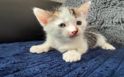 Mixed Breed cats for sale: Adorable Kittens Ready for Their Forever Homes!  - Image 20