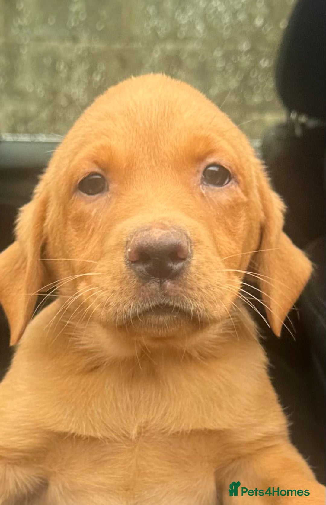 Labrador Retriever dogs for sale: Labrador Pupsfor Sale – Yellow, Chocolate, Black  - Image 22