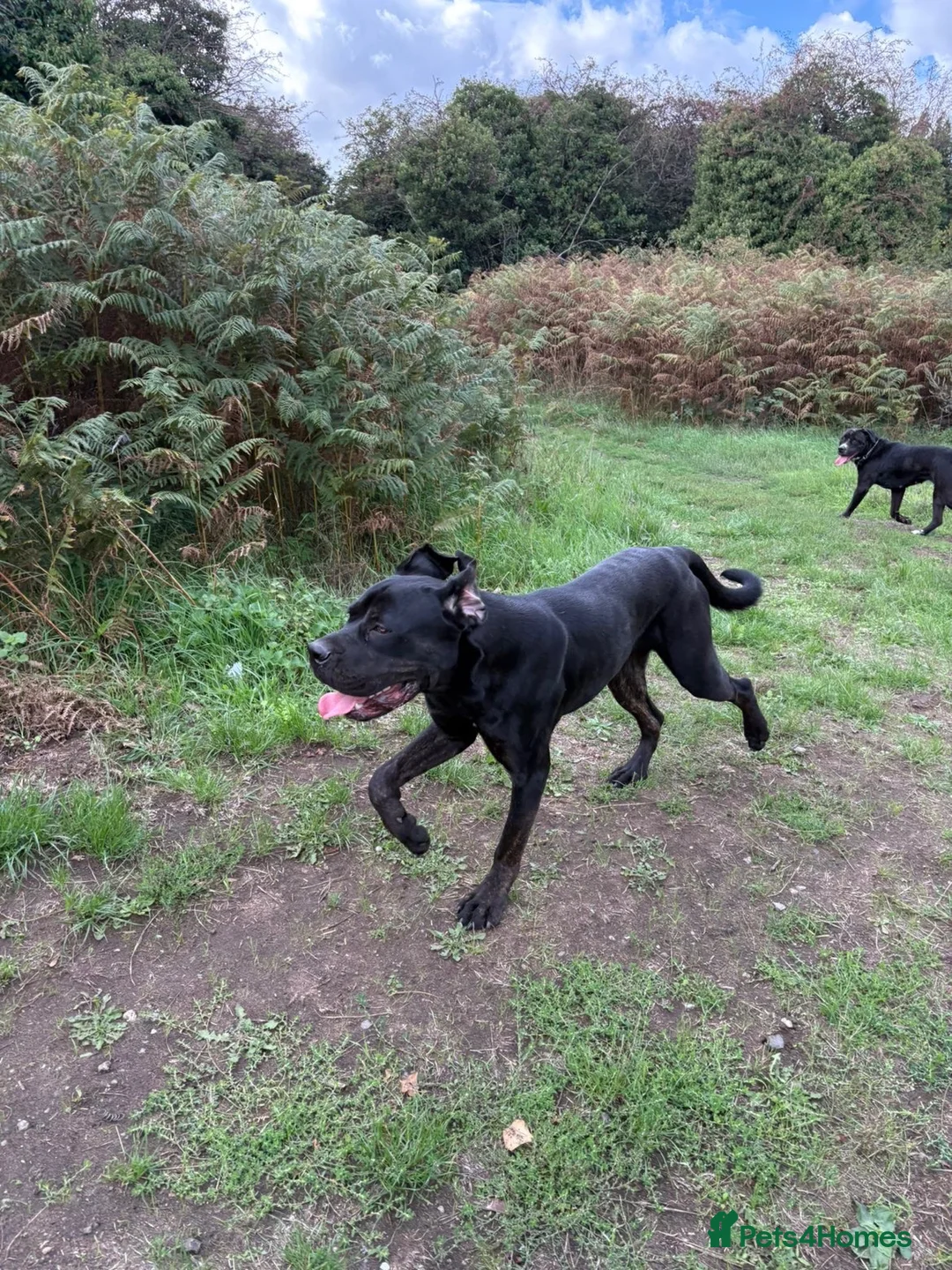 Mixed Breed dogs for stud: Rottiecorso stud  - Advert 2