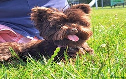 Yorkshire Terrier dogs for stud: Yorkshire Terrier stud - Image 1