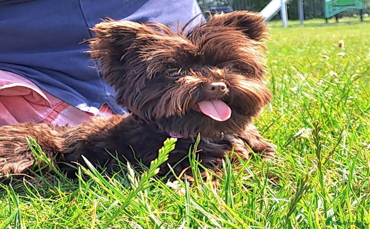 Yorkshire Terrier dogs - Advert 1