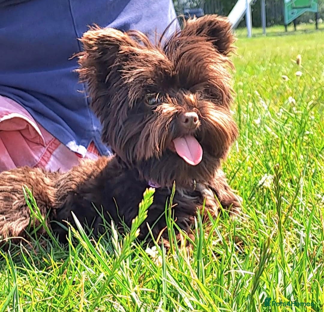 Yorkshire Terrier dogs for stud: Yorkshire Terrier stud - Image 1
