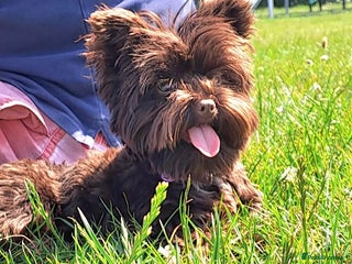 Yorkshire Terrier dogs - Advert 6