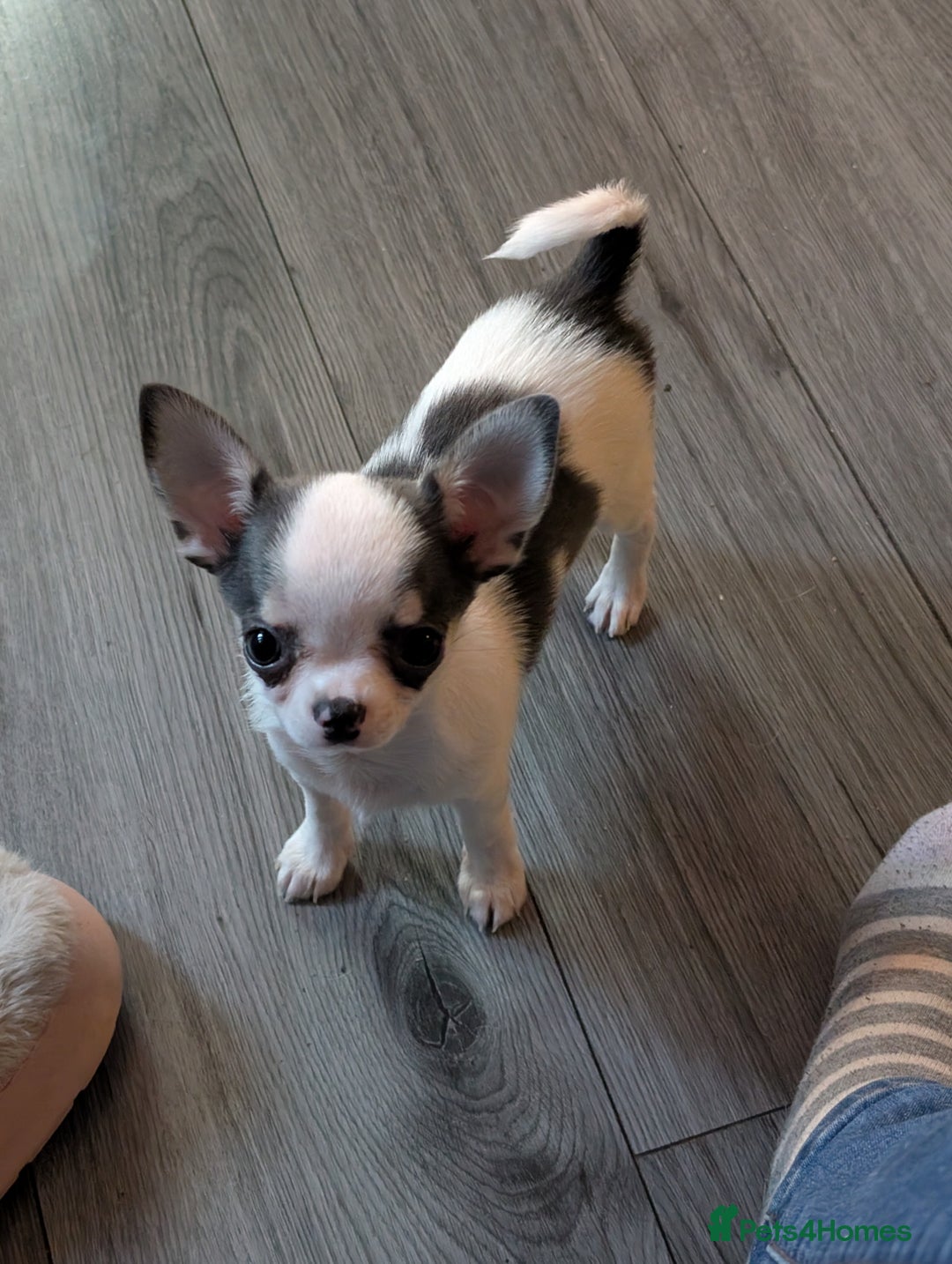 Chihuahua dogs for sale: Smoothcoat Chihuahua puppies  - Advert 3