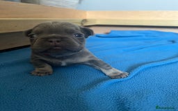 French Bulldog dogs for sale: Fluffy French bulldog pups  - Image 4