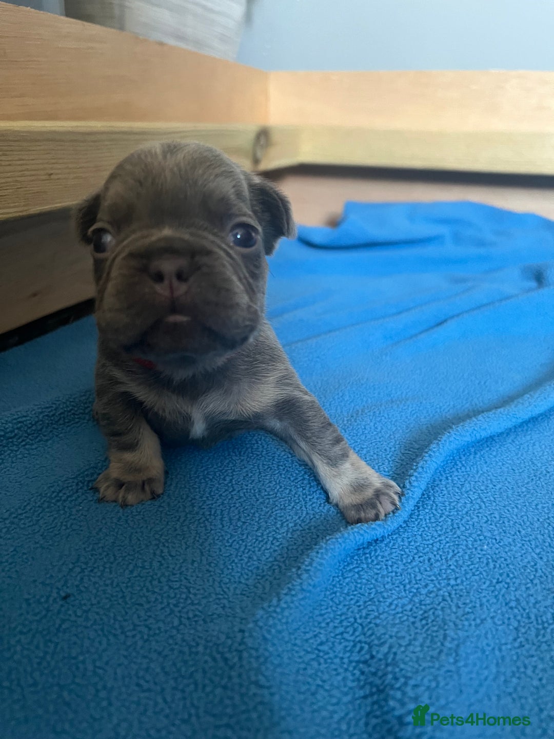 French Bulldog dogs for sale: Fluffy French bulldog pups  - Image 4