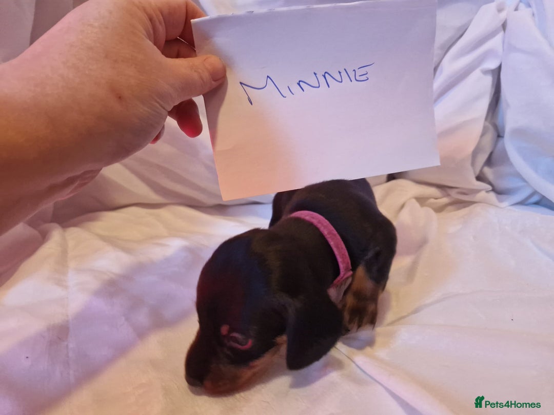 Miniature Dachshund dogs for sale: 3 miniature dashounds 1 boy, 2 girls  - Advert 8