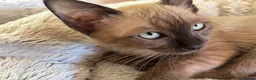 Tonkinese cats for sale: Exquisite Kittens- Tonkinese Dolls - Advert 21