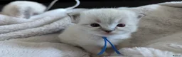 Ragdoll cats for sale: GCCF Full Pedigree Ragdoll Kittens  - Advert 22