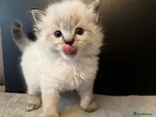 Ragdoll cats LAST BOY…RUNT GIRL Gorgeous Lynx gorgeous - Advert 18