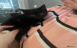 Mixed Breed cats for sale: READY NOW FOR THERE FOREVER HOMES - Image 14
