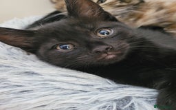 Domestic Shorthair cats for sale: Two black kittens  - Image 2
