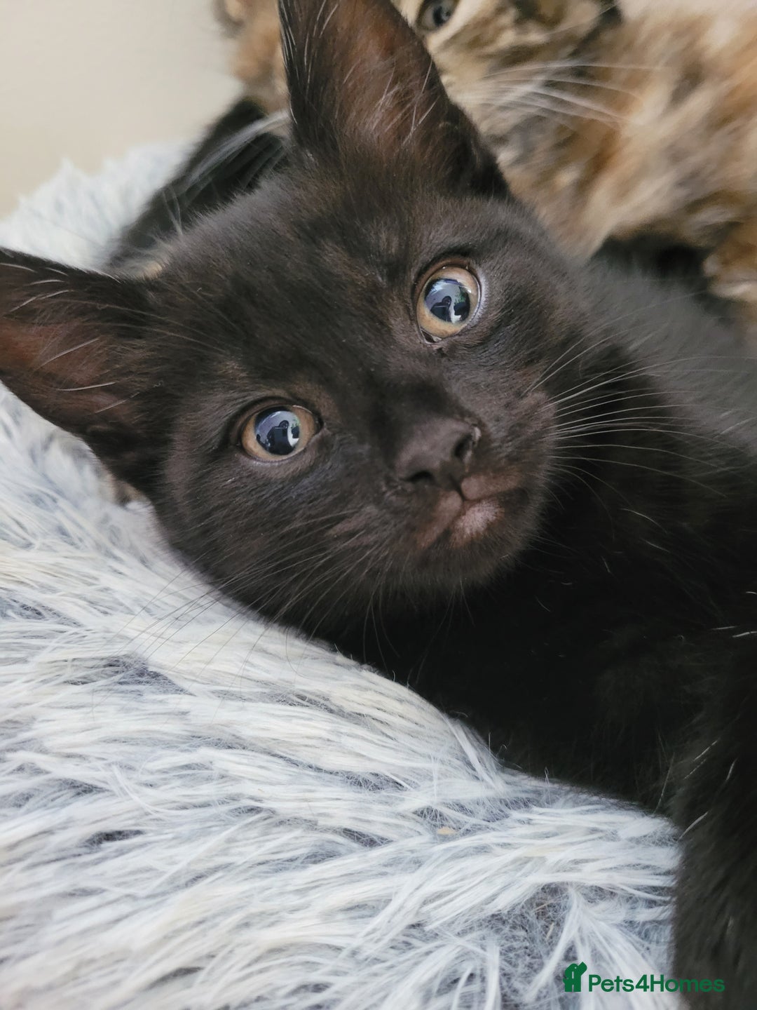 Domestic Shorthair cats for sale: Two black kittens  - Image 2