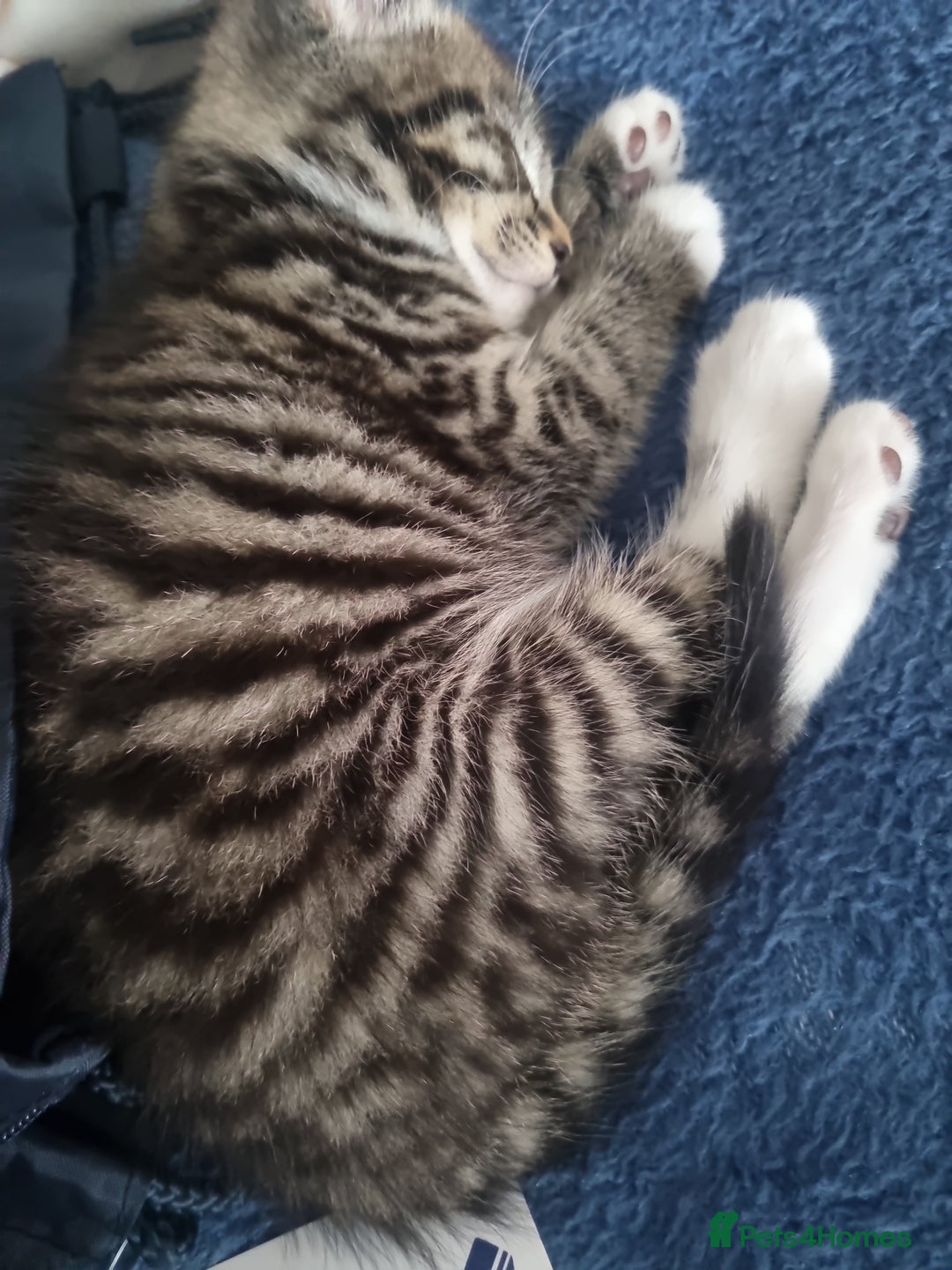 British Shorthair cats for sale:  Cat male kitten - Advert 7