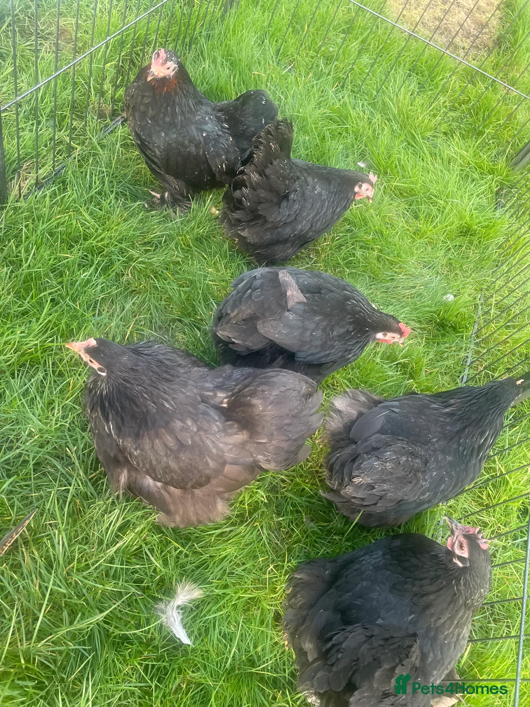 Chickens poultry for sale: Pekins - Advert 3