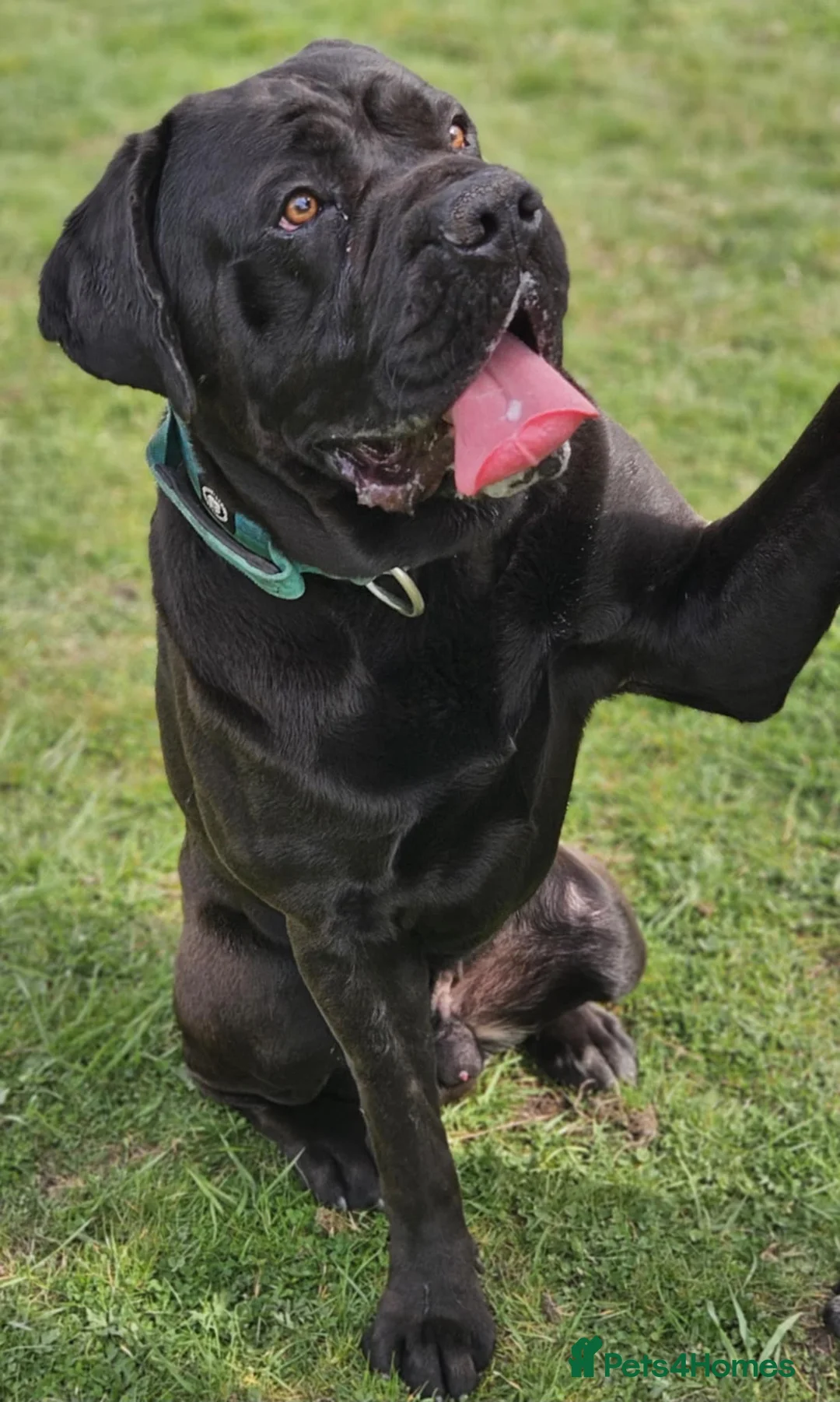 Cane Corso dogs for stud: Cane Corso for Stud in Doncaster - Advert 15