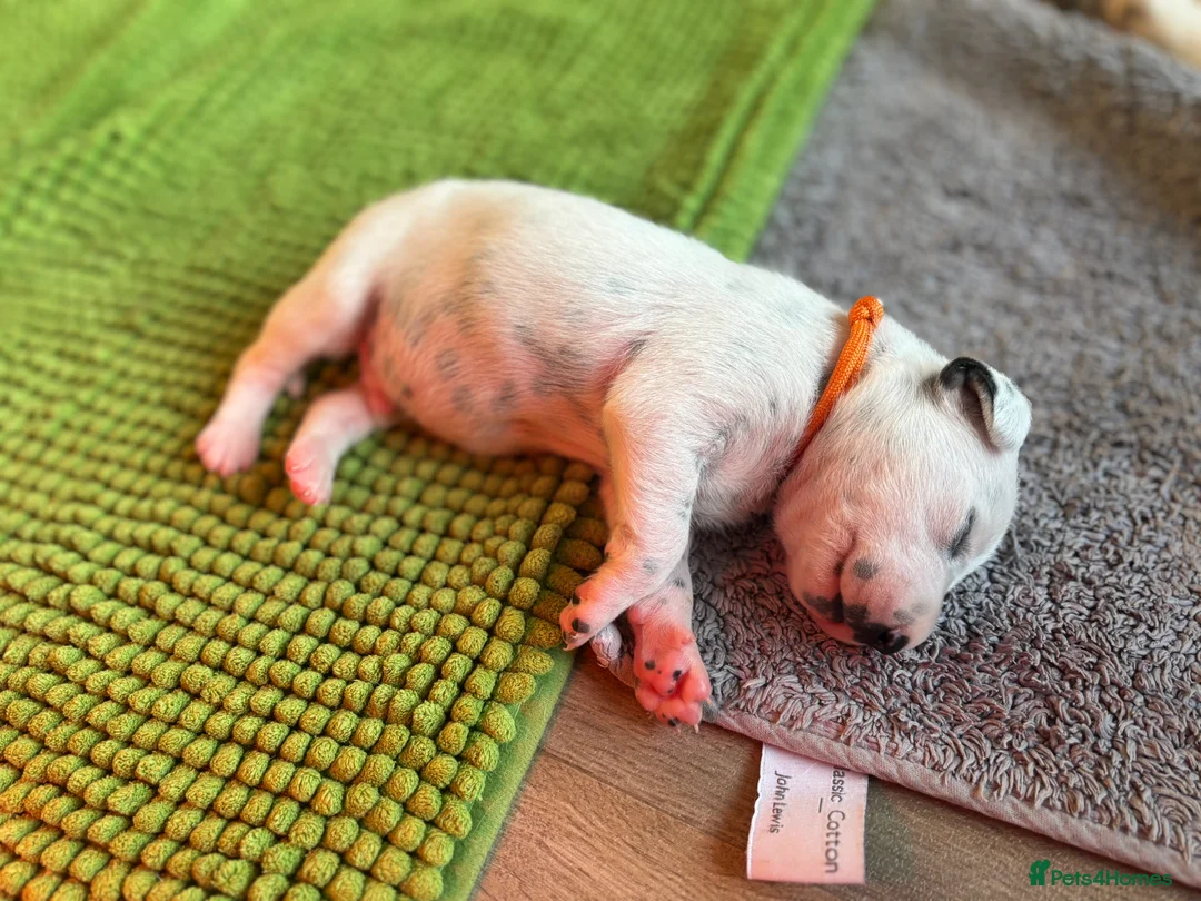 Dalmatian dogs for sale: Dalmatians BOY Left  - Advert 8