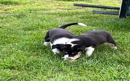 Border Collie dogs for sale: Beautiful Border collie pups - Image 13