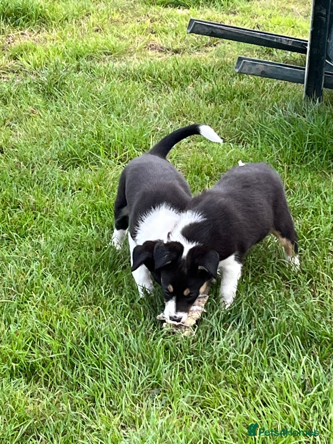 Border Collie dogs for sale: Beautiful Border collie pups - Image 13