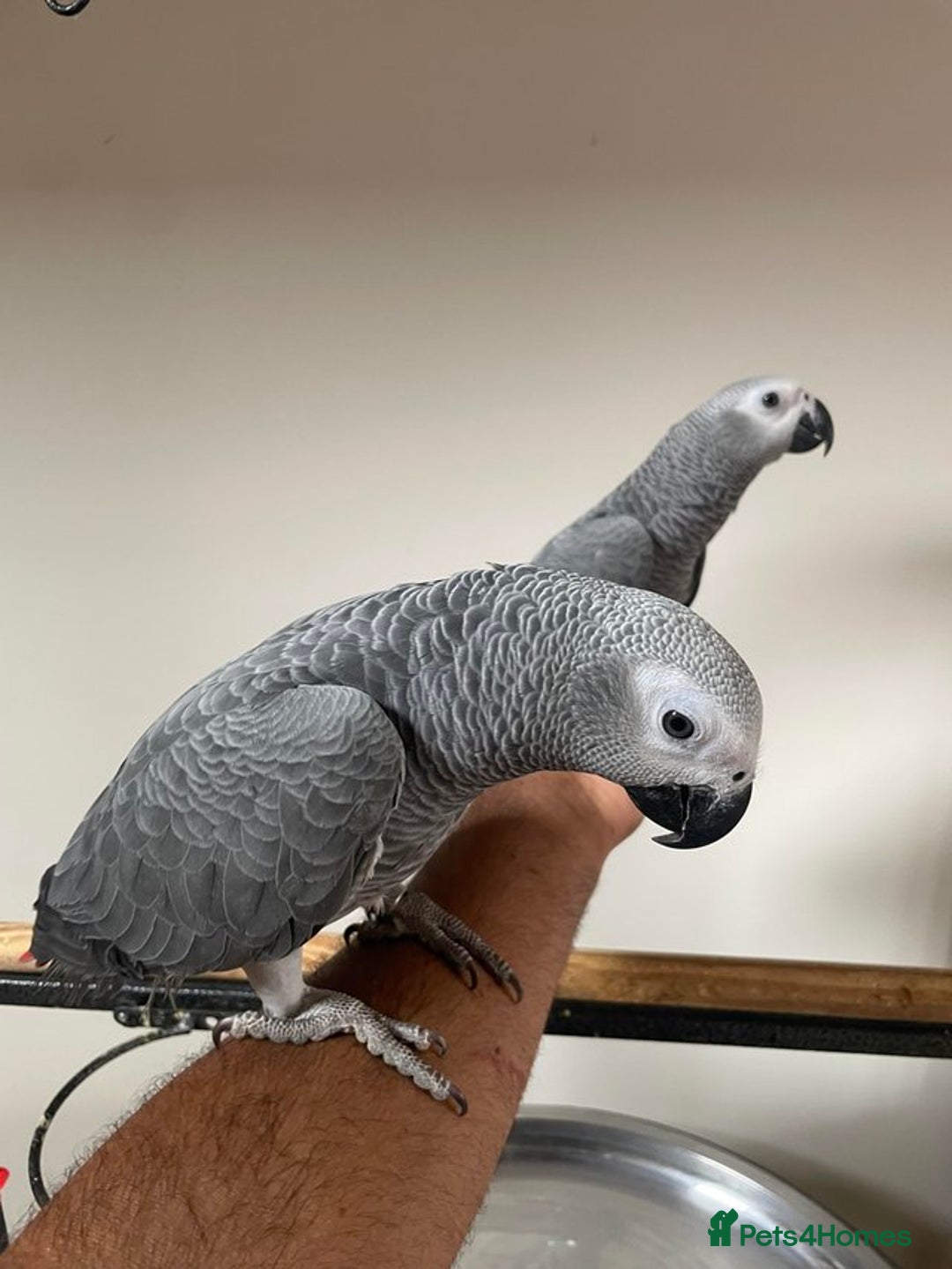 Parrots birds for sale: Friendly Hand Reared Super Cuddly African Greys - Image 7
