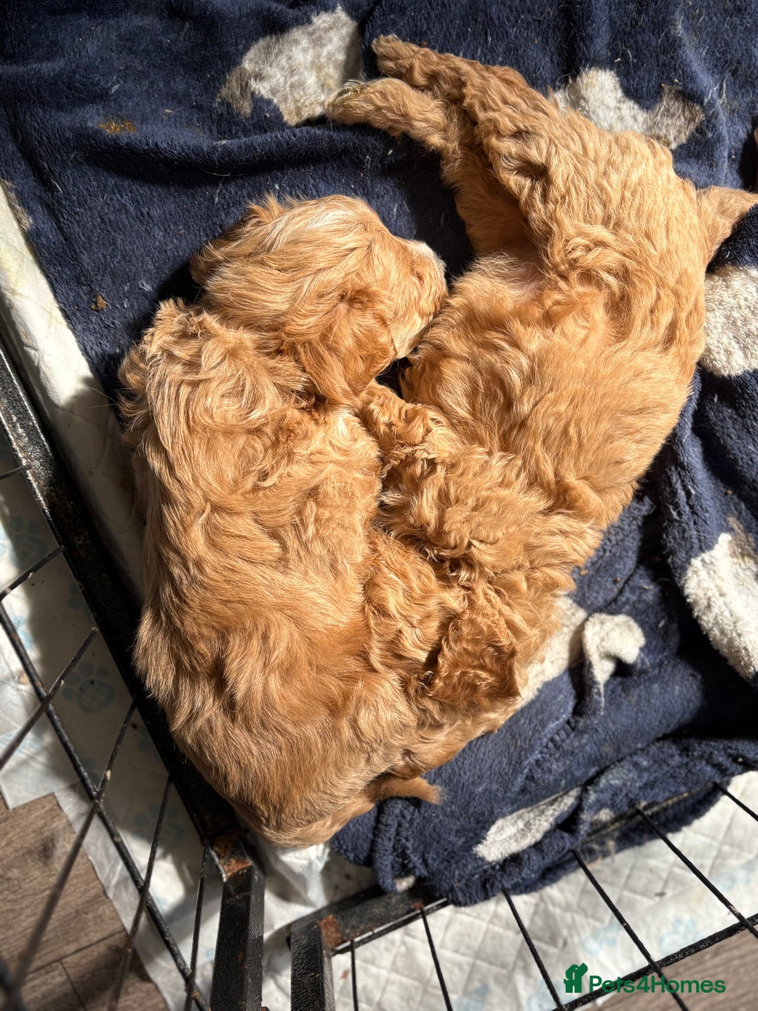 Maltipoo dogs for sale: Last boy left 💙💙 - Image 4