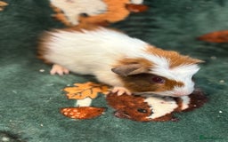 Guinea Pig rodents for sale: 5 sweet boars - Image 2