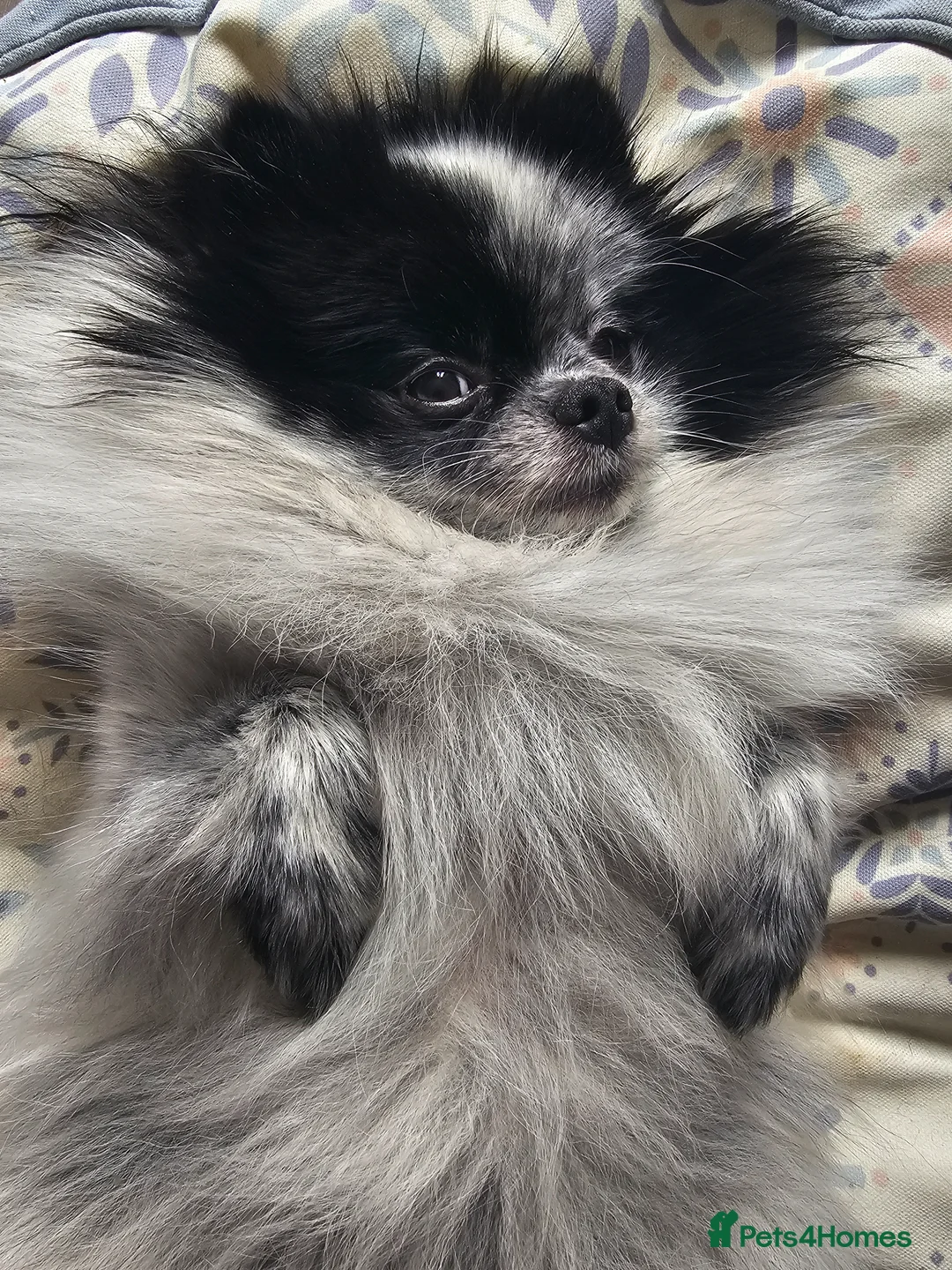 Pomeranian dogs for sale: Tri-Parti Chocolate and White KC Reg & black&white in Doncaster - Advert 10