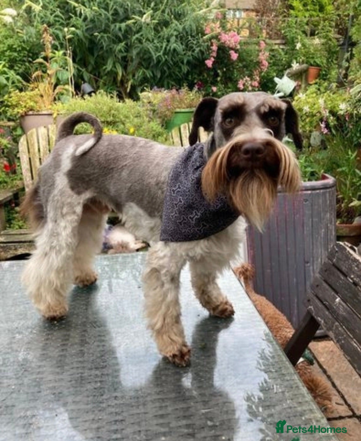Miniature Schnauzer dogs Chocolate /White Miniature Schnauzer At STUD in Coventry - Advert 5