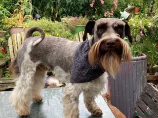 Miniature Schnauzer dogs Chocolate /White Miniature Schnauzer At STUD in Coventry - Advert 2