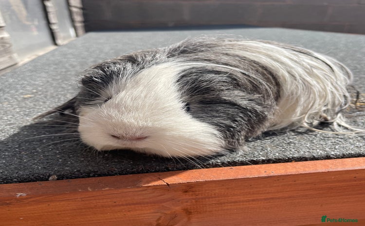 Guinea Pig rodents - Advert 3