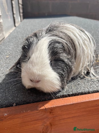 Guinea Pig rodents - Advert 3