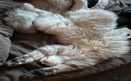 Scottish Fold cats for sale: Beautiful boy needs a new home - Image 3