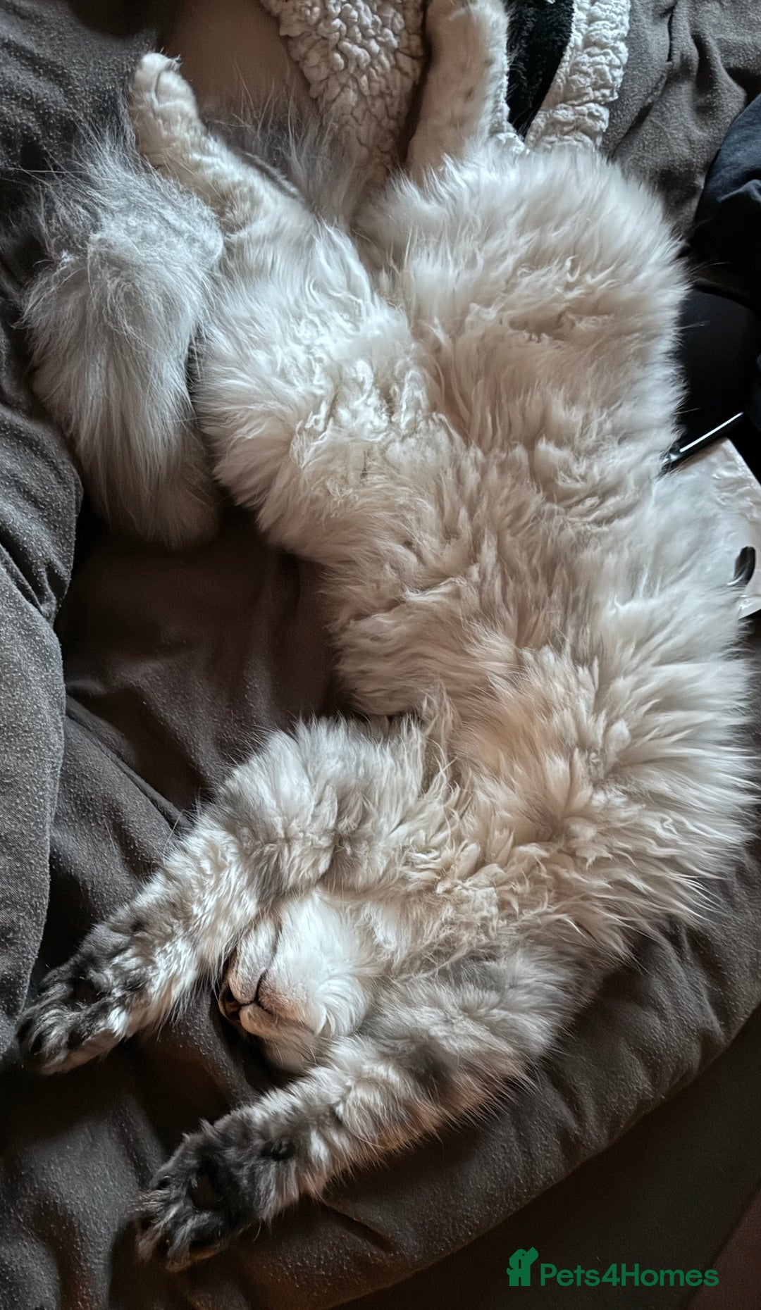 Scottish Fold cats for sale: Beautiful boy needs a new home - Image 3