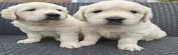 Golden Retriever dogs for sale: Gorgeous English Cream Golden Retriever Puppy's 🐾 - Advert 17