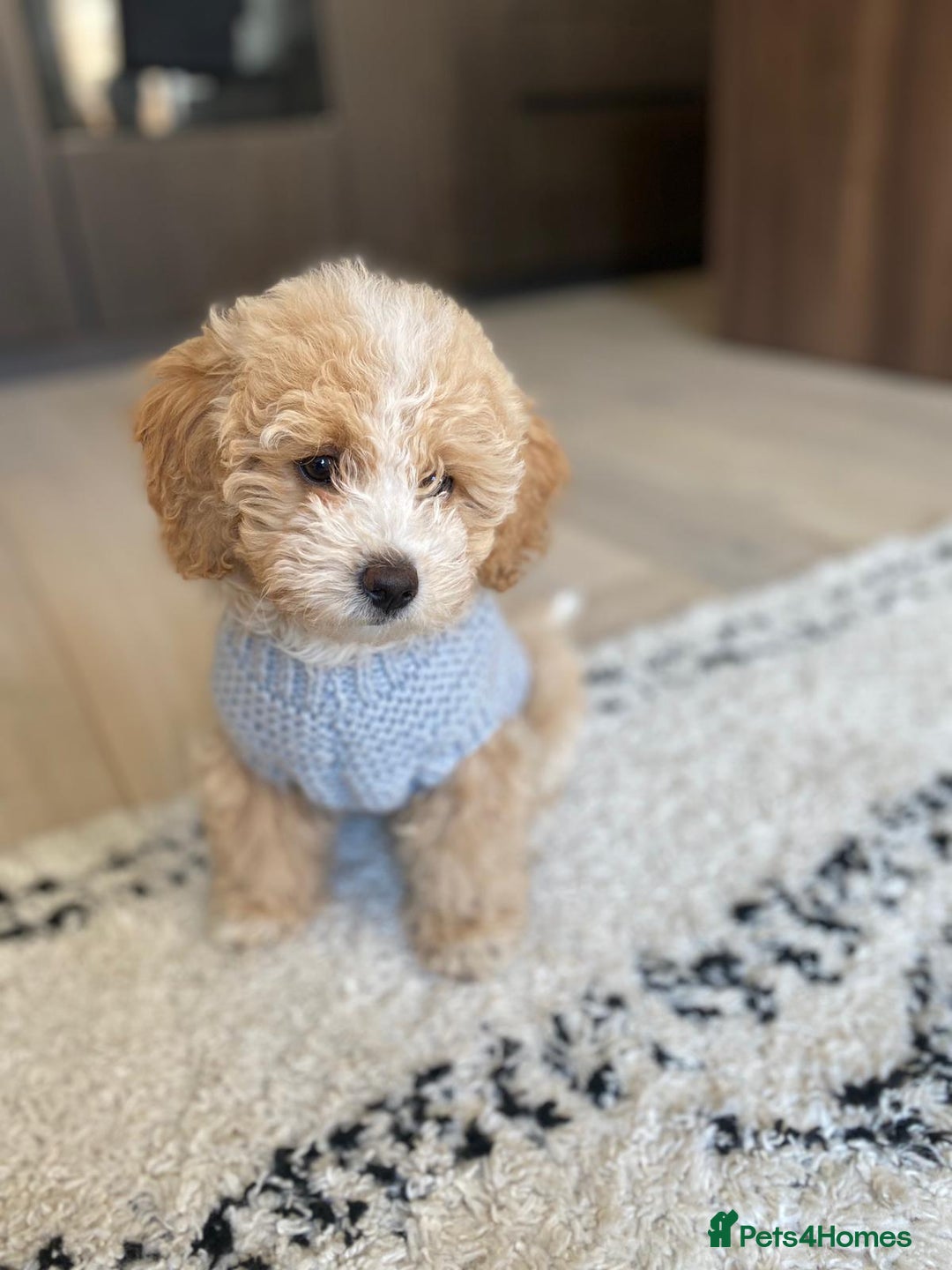 Toy Poodle dogs for stud: RED TOY POODLE KC REGISTERED PROVEN STUD in Derby - Image 21