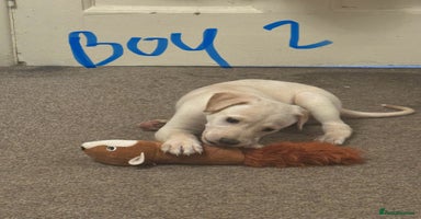 Mixed Breed dogs - Advert 12