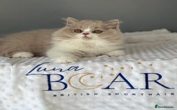 British Shorthair cats for sale: GGCF registered lilac bi kittens available  - Image 8