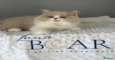 British Shorthair cats - Advert 6
