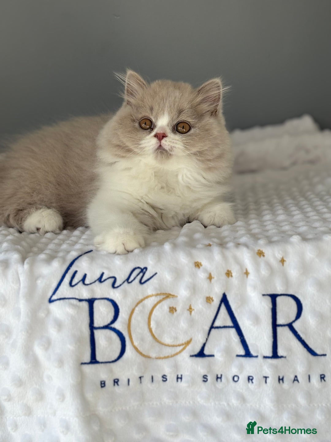 British Shorthair cats for sale: GGCF registered lilac bi kittens available  - Image 8