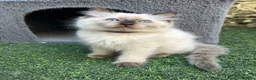 Ragdoll cats for sale: 🐾1 Boy left available🐾 - Advert 11