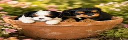 Cavalier King Charles Spaniel dogs for sale: Cavalier King Charles Spaniel Puppies - Advert 12